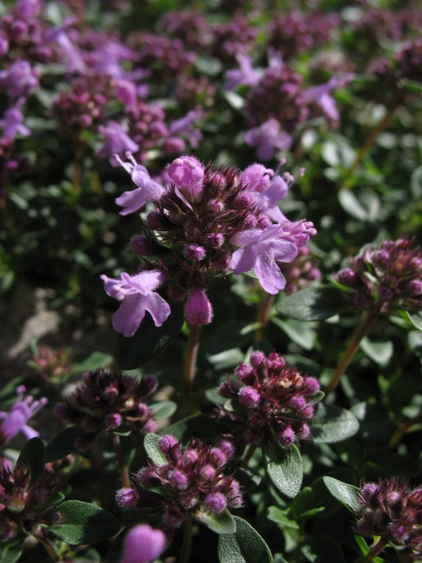 Изображение особи Thymus caucasicus.