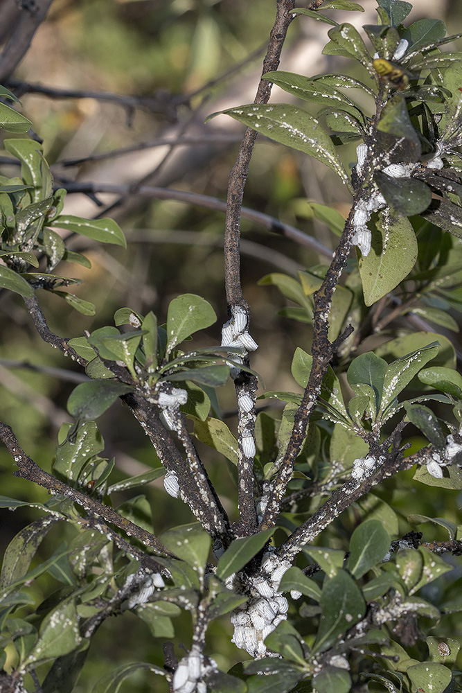 Image of Pittosporum heterophyllum specimen.