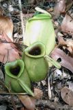 Nepenthes ampullaria. Ловчие кувшинчики. Малайзия, штат Саравак, национальный парк \"Бако\". 30.04.2008.