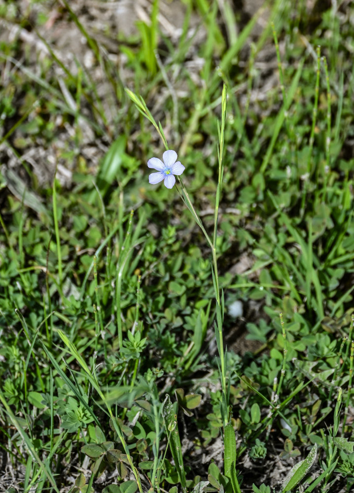 Изображение особи род Linum.