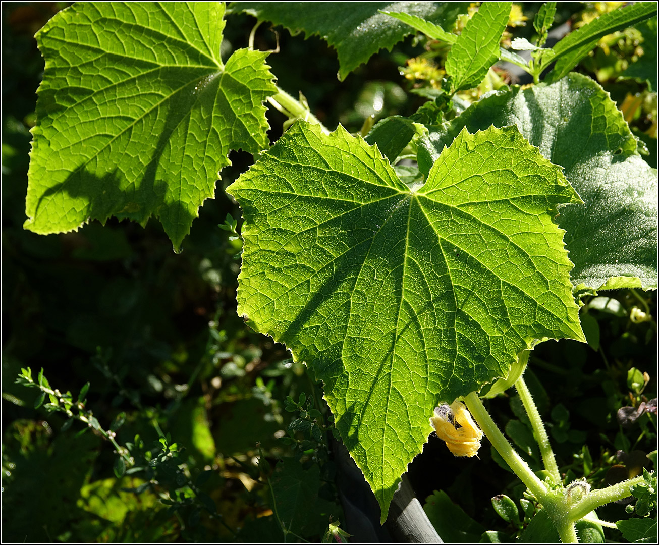 Изображение особи Cucumis sativus.