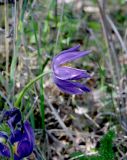 Pulsatilla patens