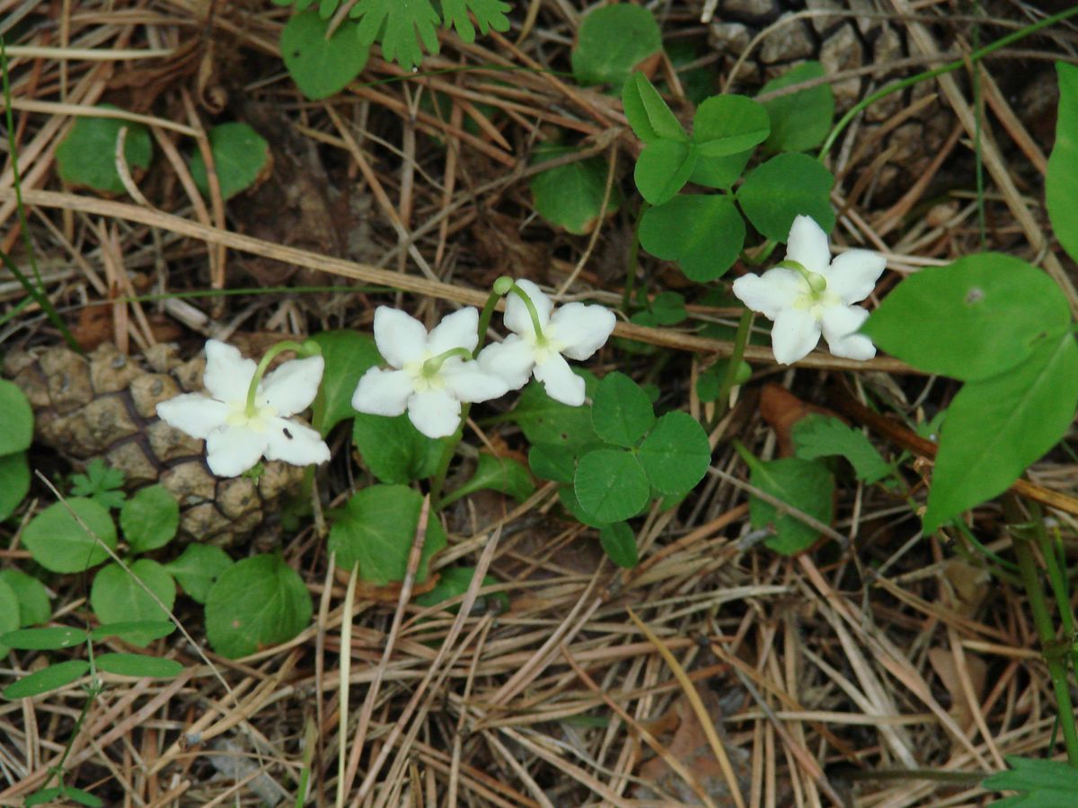 Image of Moneses uniflora specimen.