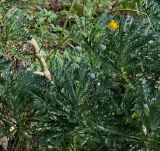 Euryops pectinatus. Верхушка зацветающего растения. Республика Абхазия, Сухум, ботанический сад. 25.09.2022.