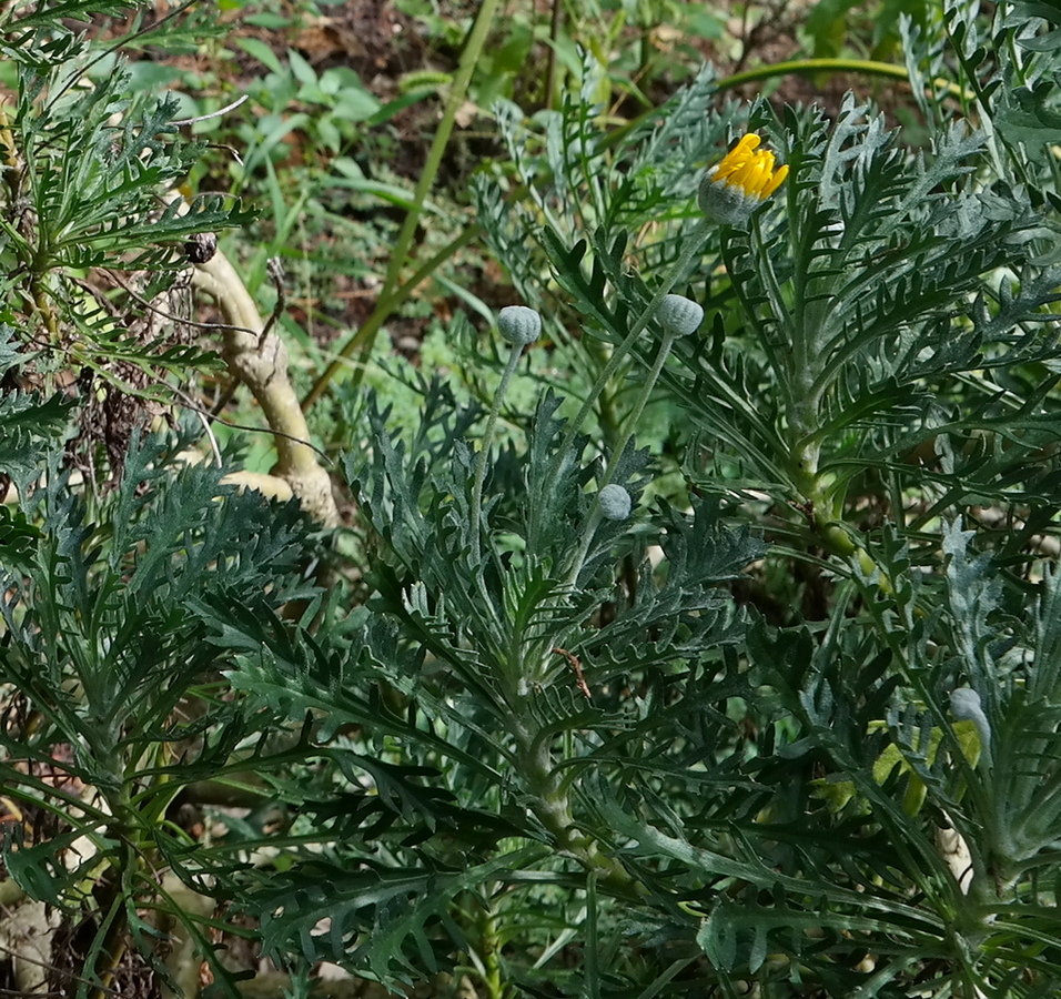 Image of Euryops pectinatus specimen.