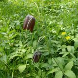 Fritillaria ussuriensis