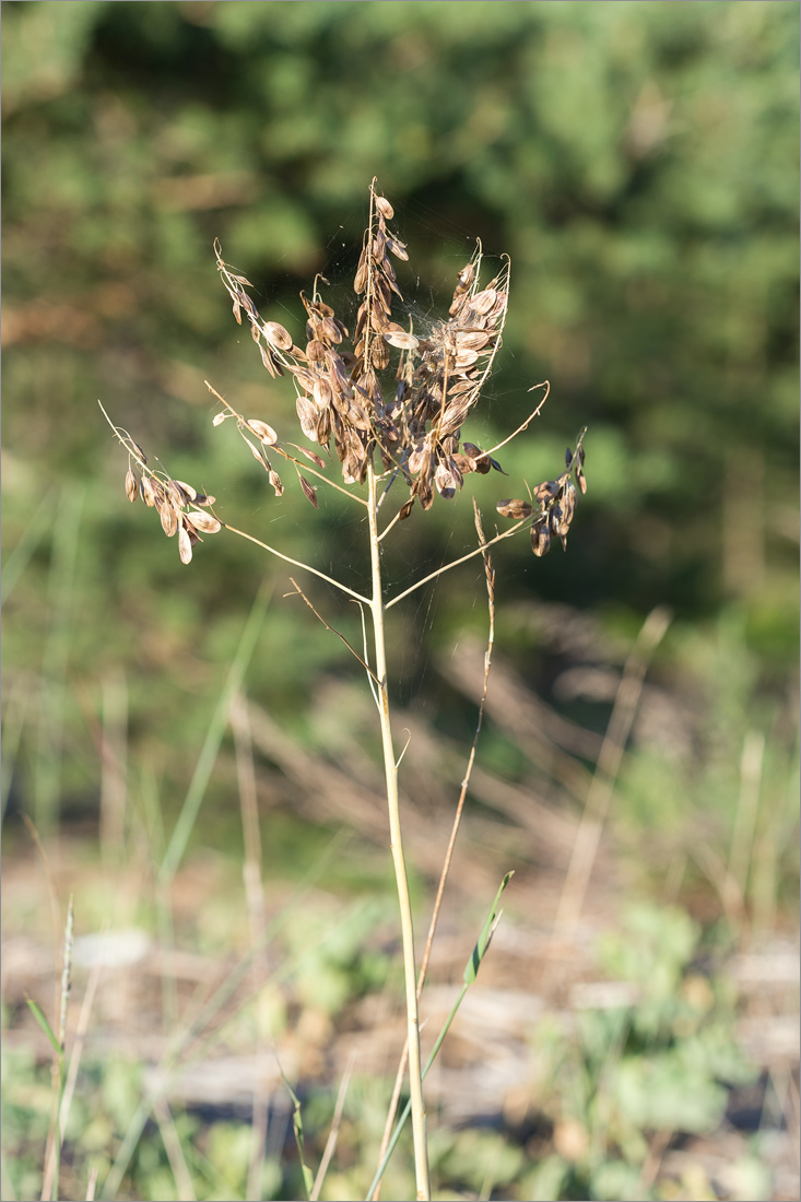 Image of Isatis tinctoria specimen.