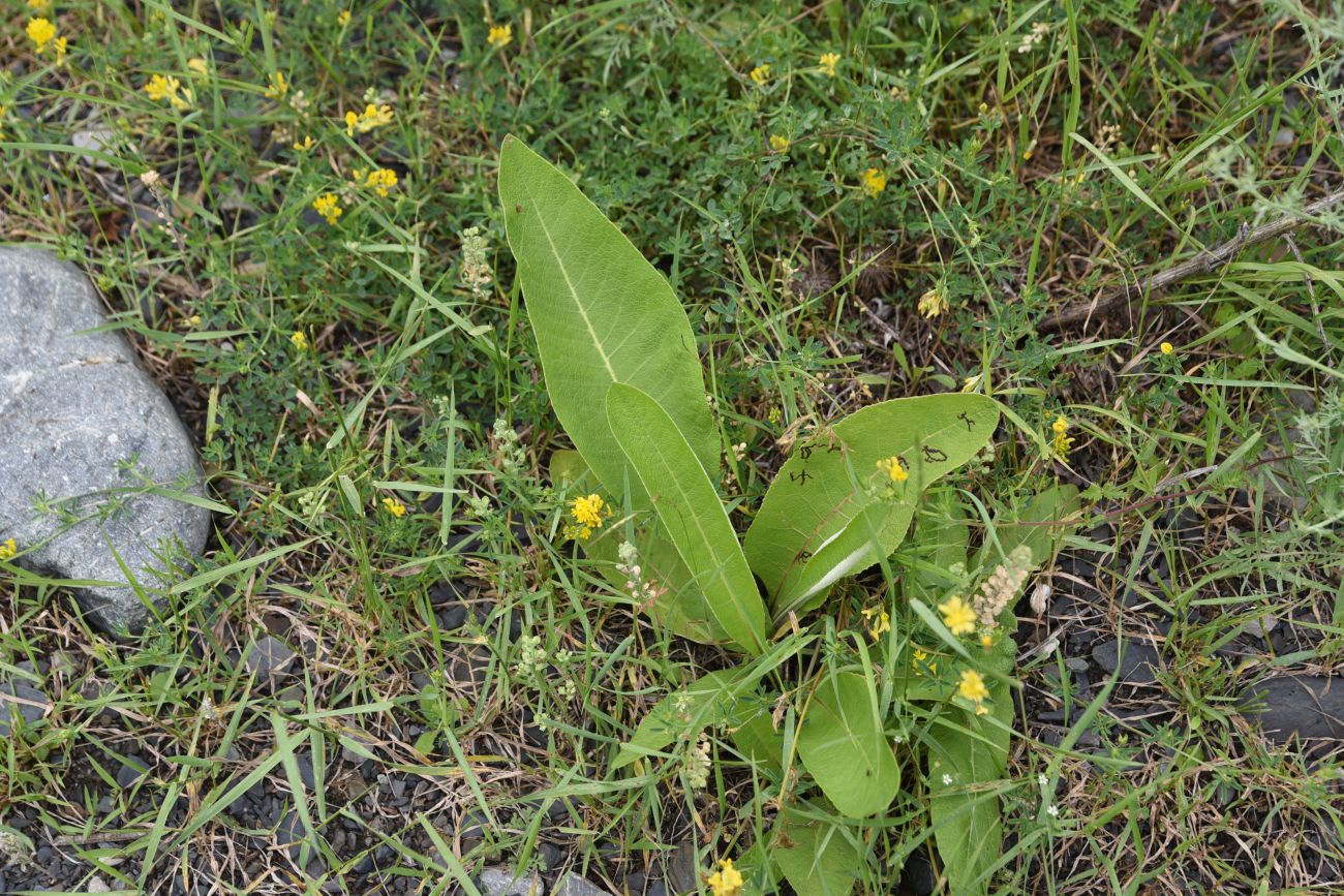 Изображение особи Inula helenium.