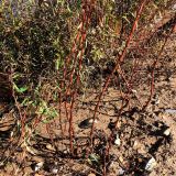 genus Persicaria