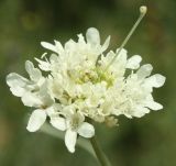 Scabiosa ochroleuca. Элементарное соцветие (сжатая головка). Белгородская обл., окр. пос. Борисовка, остепнённый луг на склоне под дендрарием заповедника. 03.07.2010.