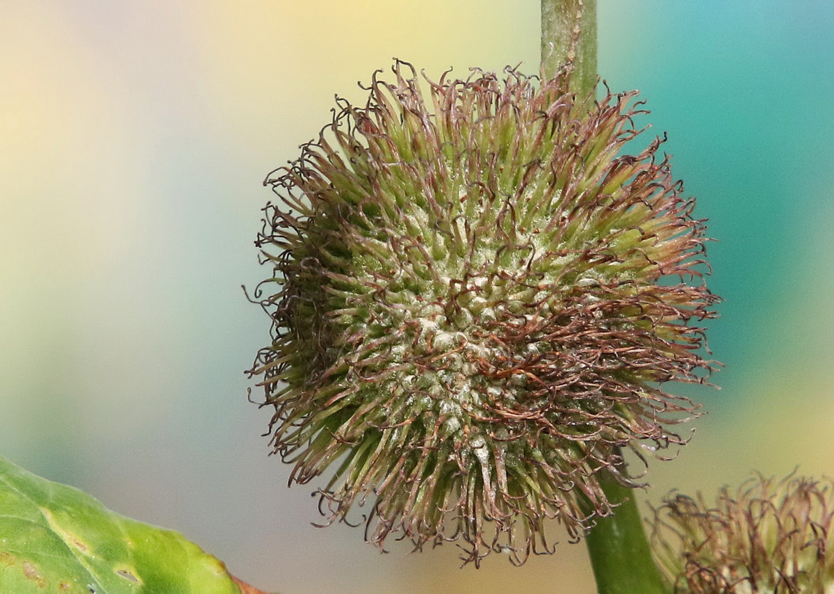 Image of Platanus × acerifolia specimen.