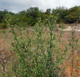 Cirsium serrulatum