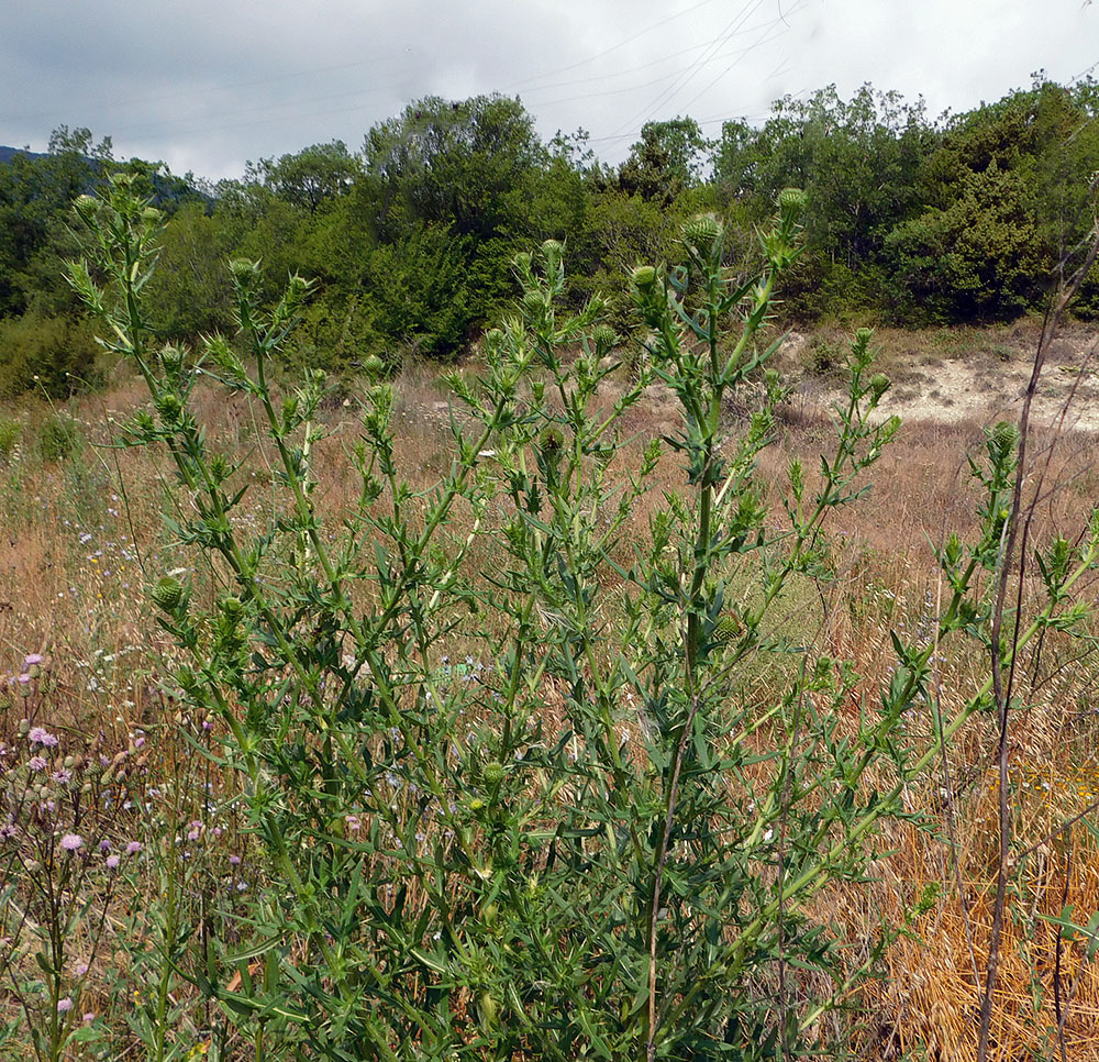 Image of Cirsium serrulatum specimen.