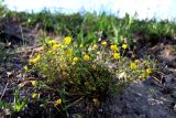 Potentilla crantzii. Цветущее растение. Санкт-Петербург, Пушкинский р-н, окр. пос. Александровская, луговой склон, участок обнажённого грунта. 14.05.2023.