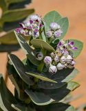 Calotropis procera