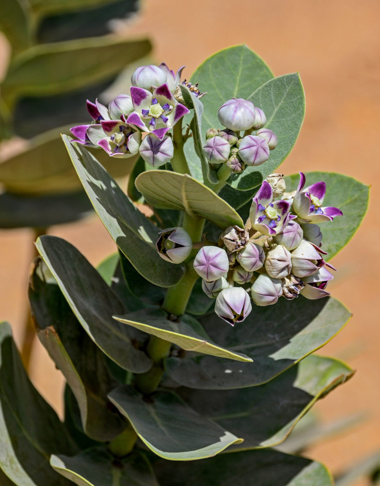 Изображение особи Calotropis procera.