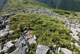Microbiota decussata. Взрослые растения в сообществе с Bergenia pacifica. Приморский край, Ольгинский р-н, гора Снежная, выс. 1550 м н.у.м., каменная россыпь. 25.06.2023.