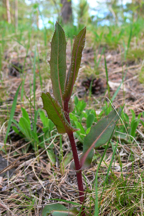 Изображение особи Hieracium umbellatum.