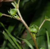 Malvastrum coromandelianum. Часть побега с созревающими плодами. Чили, обл. Valparaiso, провинция Isla de Pascua, г. Hanga Roa, обочина тротуара. 10.03.2023.