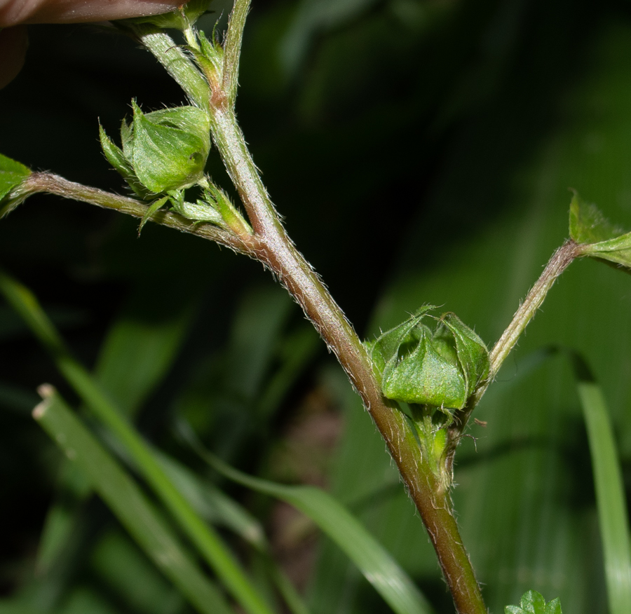 Изображение особи Malvastrum coromandelianum.