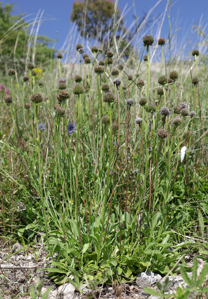 Изображение особи Globularia trichosantha.