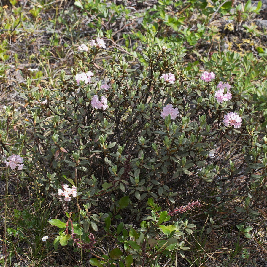 Изображение особи Rhododendron adamsii.