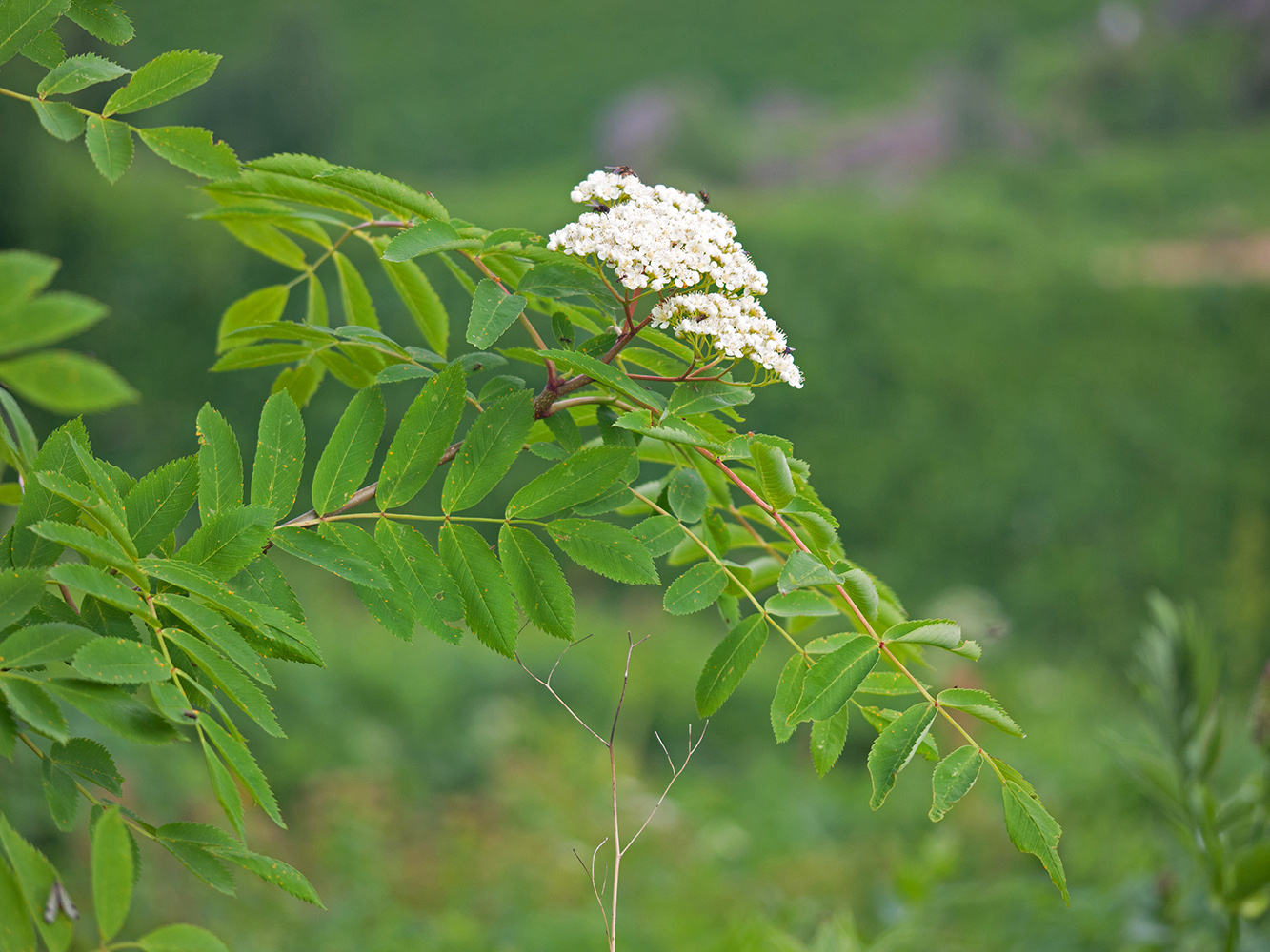 Image of Sorbus aucuparia specimen.