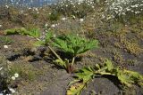 genus Heracleum