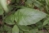 Crepis lyrata. Нижний стеблевой лист. Томская обл., Томский р-н, окр. с. Аркашево, темнохвойный лес. 06.07.2023.