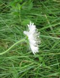 Knautia arvensis