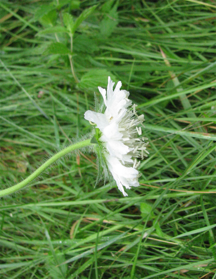 Image of Knautia arvensis specimen.