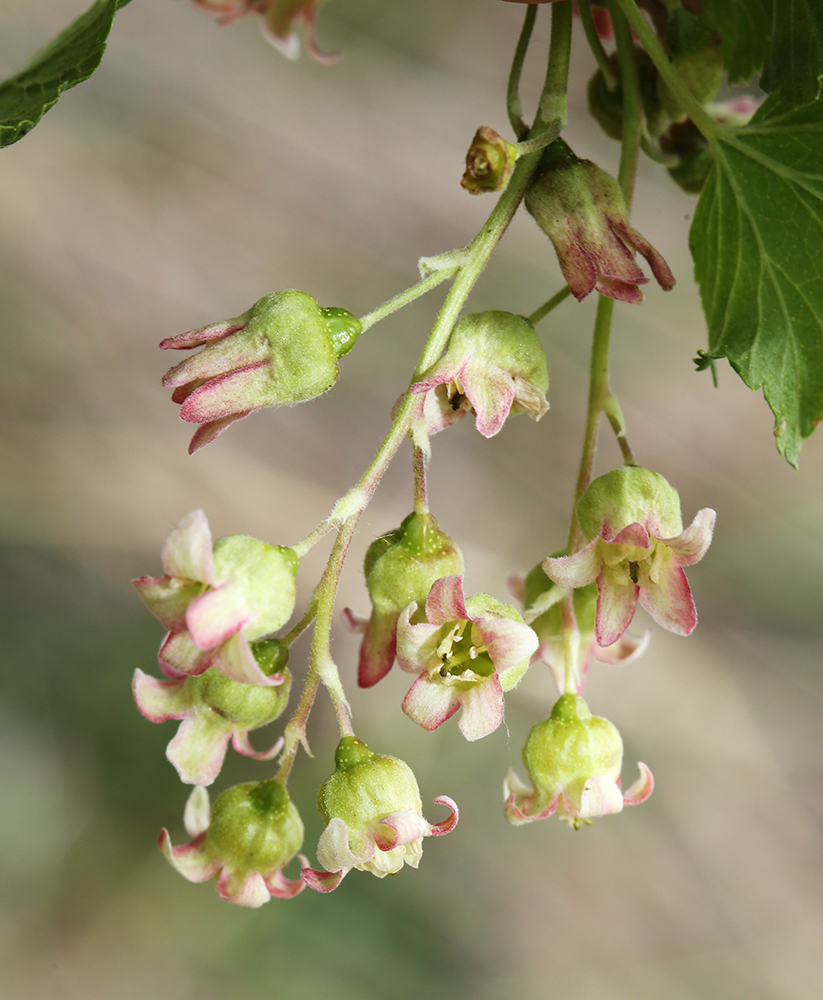 Изображение особи Ribes nigrum.