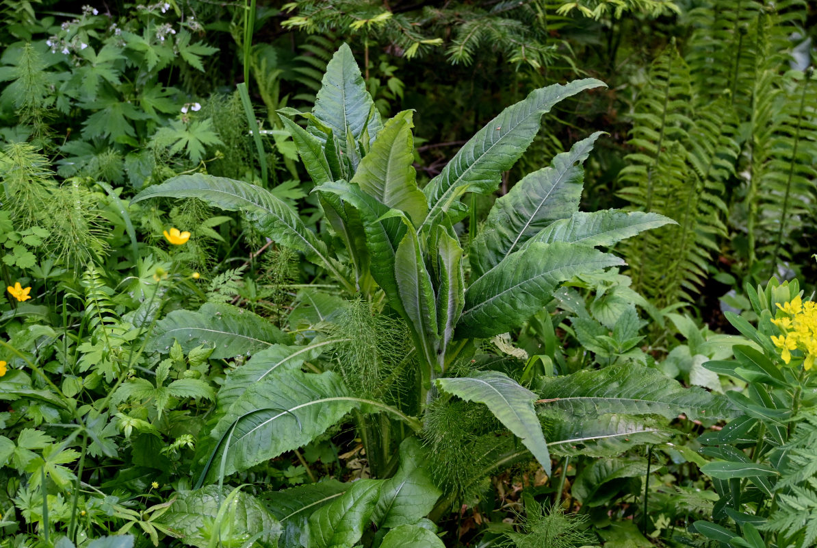 Image of Cirsium helenioides specimen.