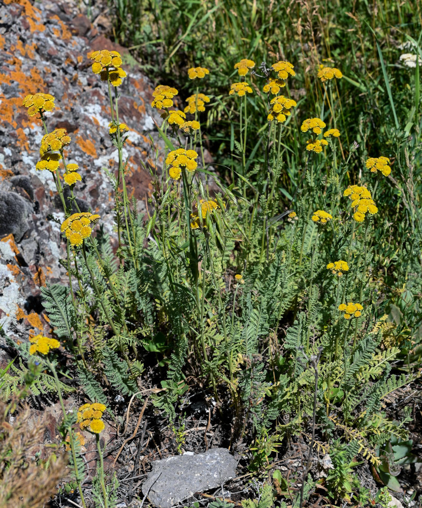 Изображение особи Tanacetum aureum.