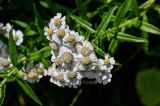 Achillea ptarmica ssp. macrocephala