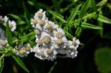 Achillea подвид macrocephala