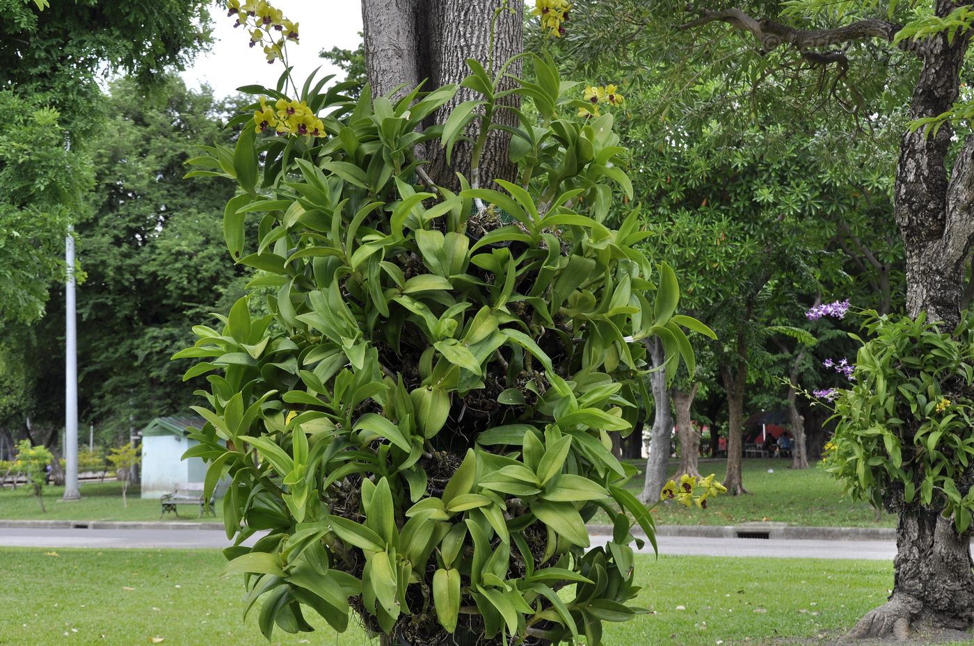 Image of Dendrobium chrysotoxum specimen.