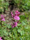 Pedicularis nordmanniana. Цветок. Краснодарский край, городской округ Сочи, Адлерский р-н, с. Эстосадок, горнолыжный курорт \"Роза Хутор\", пеший маршрут \"Панорама\", южный склон хр. Аибга, 2200 м н.у.м., субальпийский луг. 08.08.2023.