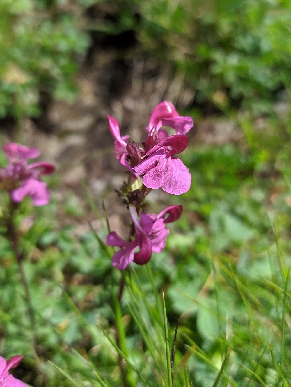 Изображение особи Pedicularis nordmanniana.