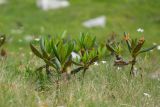 Rhododendron caucasicum. Куртинка отцветших растений. Карачаево-Черкесия, Урупский р-н, хр. Загедан, долина Ацгарских озёр, ≈ 2500 м н.у.м., морена между средними озёрами, альпийский луг. 09.08.2023.