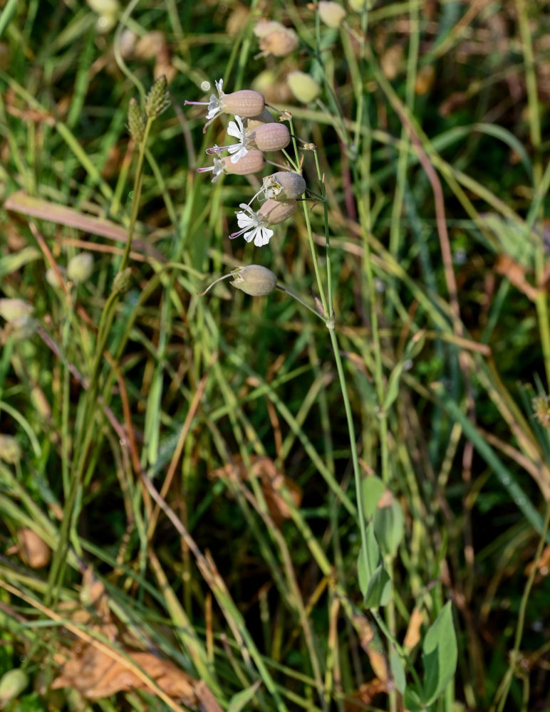 Image of Oberna behen specimen.