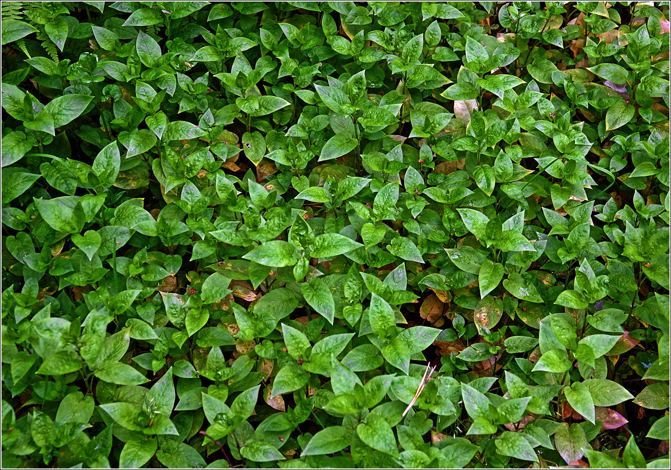 Image of Stellaria nemorum specimen.