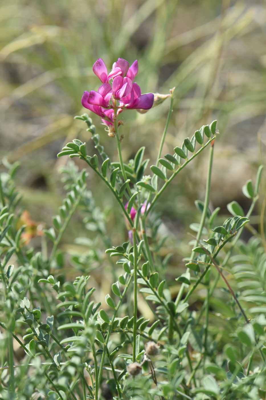 Image of Hedysarum tauricum specimen.