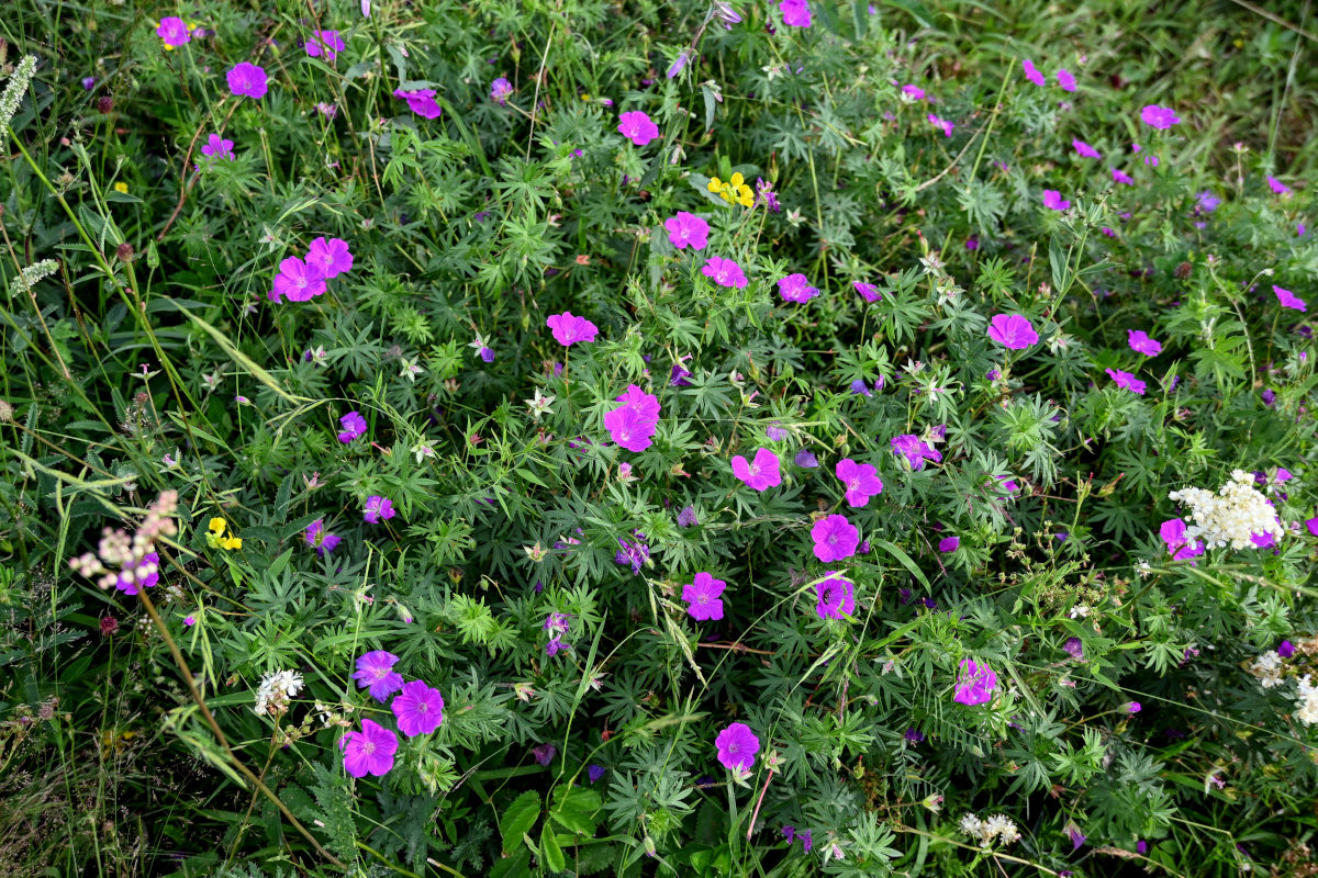 Изображение особи Geranium sanguineum.