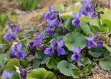 genus Viola. Цветки и листья. Краснодар, парк \"Краснодар\", Японский сад, в культуре. 21.03.2024.