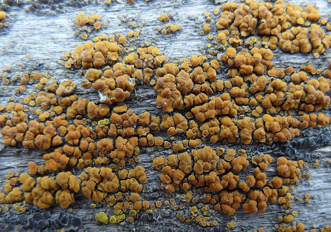 Image of Calogaya ferrugineoides specimen.