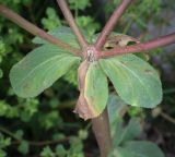Euphorbia helioscopia. Подсоцветные листья. Абхазия, Гагрский р-н, с. Лдзаа, пустырь. 11.04.2024.