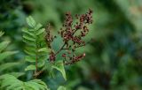 Sorbaria sorbifolia. Верхушка побега с отцветшим соцветием. Сахалин, г. Южно-Сахалинск, горнолыжный комплекс \"Горный воздух\", опушка смешанного леса. 11.08.2023.