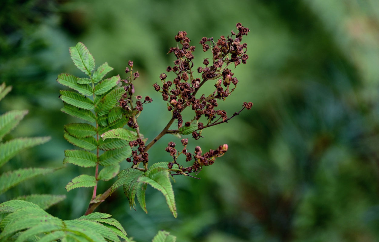 Image of Sorbaria sorbifolia specimen.