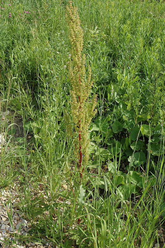 Image of Rumex crispus specimen.